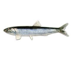 Anchoíta argentina (Engraulis anchoita), pescado pequeño rico en omega-3